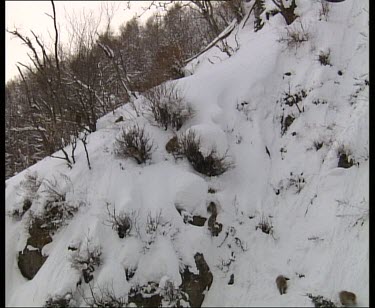 Monkeys walking through snow.