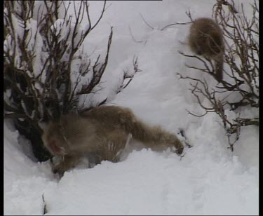 Monkey walking in snow