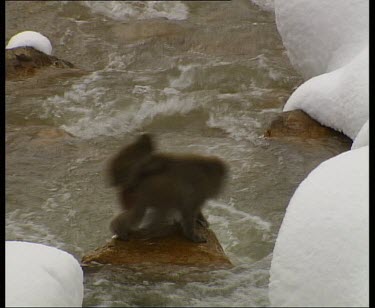 Mother with baby on back leaps over stream and walks through snow.