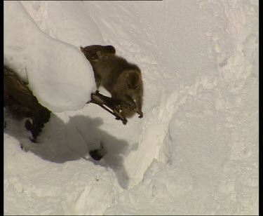 Mother with baby on back climbs down branch and walks through snow.