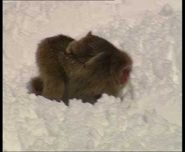 Mother with baby holding onto back, walking through thick snow.