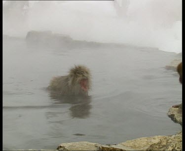 Snow monkey in hot spring, gets out. Baby on side of spring.