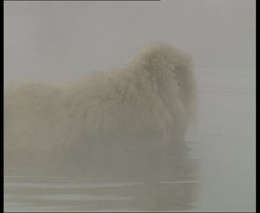 Snow Monkey getting out of hot spring.