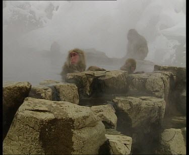 Snow Monkey troop in an around hot spring. Adults and babies. Some are grooming.