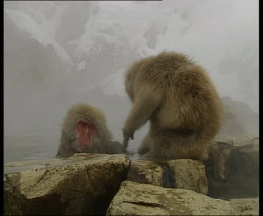 Snow monkeys grooming in hot springs