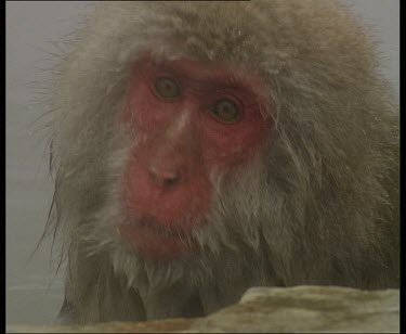 Snow monkey in hot spring looking to camera through veil of steam. Zoom out to show other monkey grooming it.