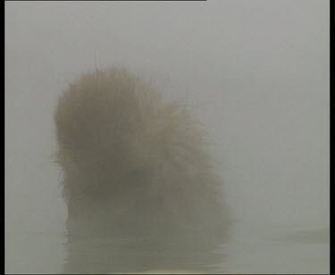 Young snow monkey and adult in hot spring
