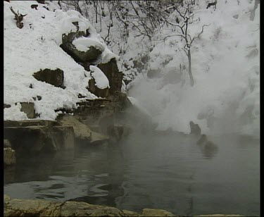 Troop of snow monkeys in hot spring. One leaps across the water.