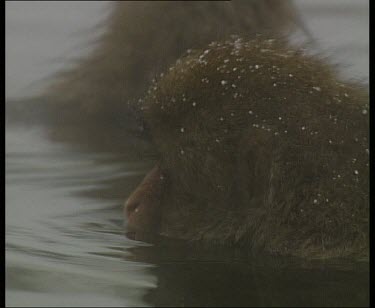 Snow falling on monkey in hot spring.