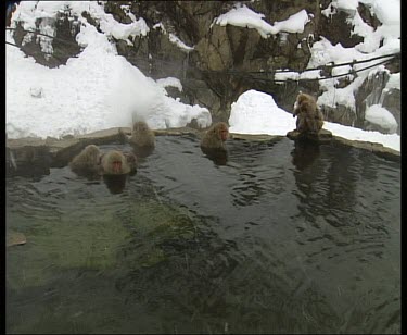 HA. Troop of monkeys grooming in hot spring. Snow falling
