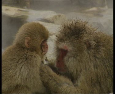 Adult grooming baby at edge of hot spring