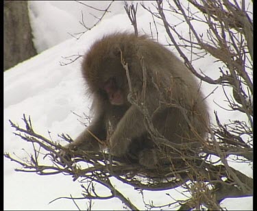 Sitting in tree eating. Monkey strips branches off a tree and eats them.