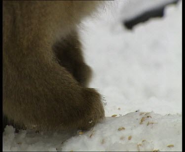 Foraging in snow