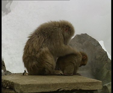 Mother cuddling and grooming baby at side of hot spring. Steam rising.