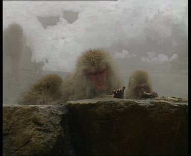 Adult and babies grooming themselves at side of hot spring.