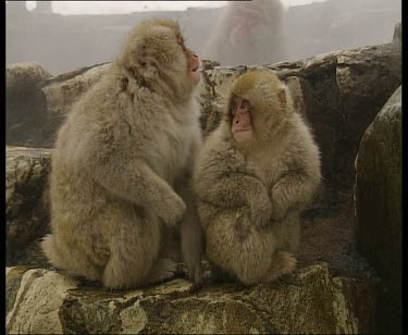 Adult grooming young snow monkey at side of hot spring. Wind blows steam gently past them.