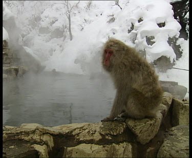 Drinking at side of hot spring.