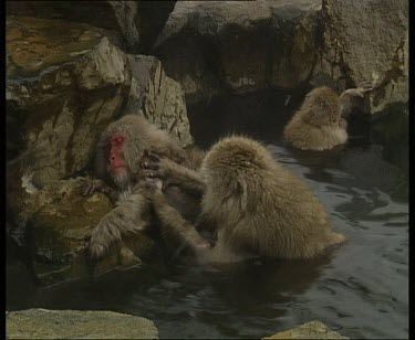 Grooming in the hot spring