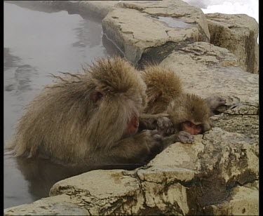 Adult grooming baby in hot spring