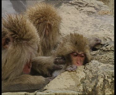 Adult grooming baby in hot spring. She put her whole hand over the baby's face and bites the nits off with her mouth.