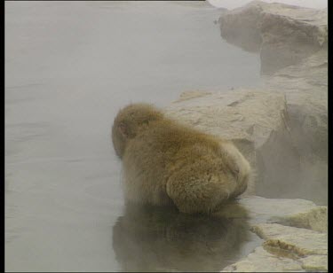 Baby drinking at side of hot spring. Steam rising.