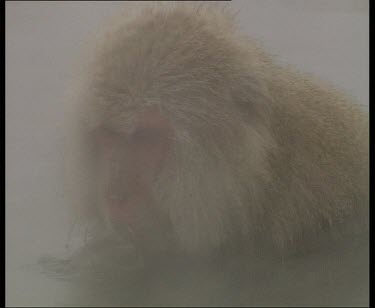 Drinking and eating in hot spring. Zoom out as female monkey gets out of hot spring and sits on side to groom. Baby joins her.
