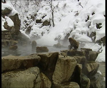 Playfully running and leaping at edge of hot spring.