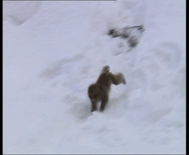 Monkey playfully scampering down snow
