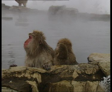 Adult and babies in hot spring, holding onto side