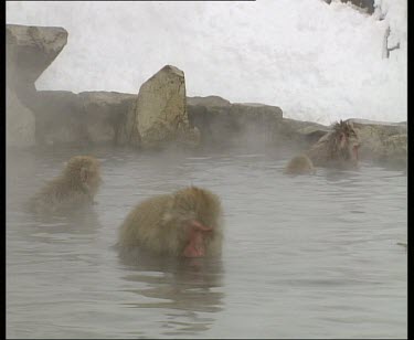 Fighting in hot spring