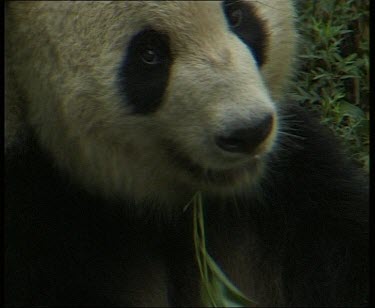 Eating bamboo, rolling over and then walking away from camera.