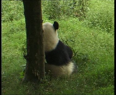 Rear view. Sitting against tree eating bamboo. Getting up and walking away.
