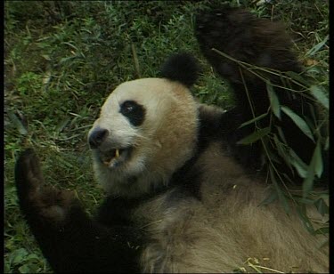 Lying down and eating bamboo. Rolling over and walking away.