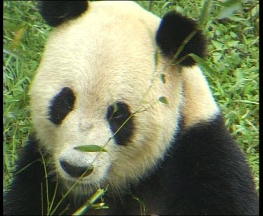 Eating bamboo