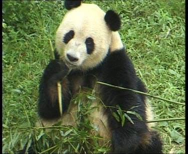 Eating bamboo