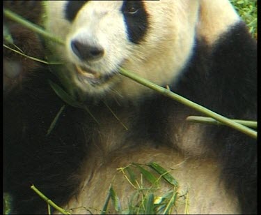 Eating bamboo