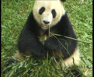 Eating bamboo leaves