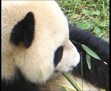 Over shoulder shot. Eating bamboo. Rolling over and getting up.