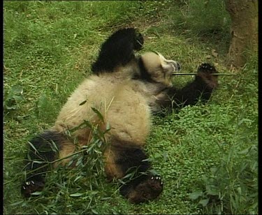 Lying on ground, eating bamboo