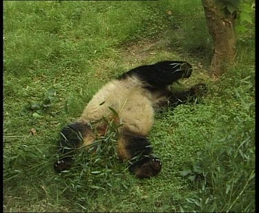 Lying down, sitting up, eating bamboo.