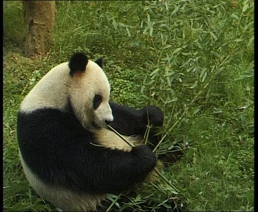 Side view. Eating bamboo.