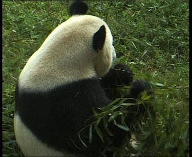Rear view of panda eating leaves