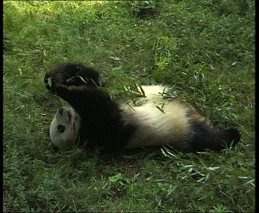 Panda lying on ground, eating leaves and bark.