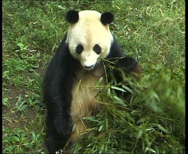 Panda sitting, facing camera, eating leaves and bark