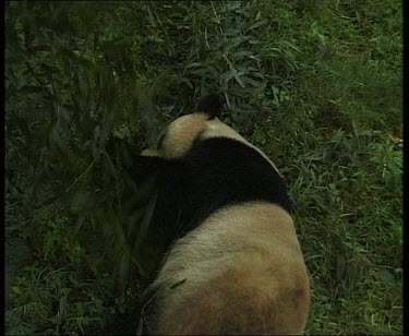 Panda eating bark, moving from lying to sitting position.