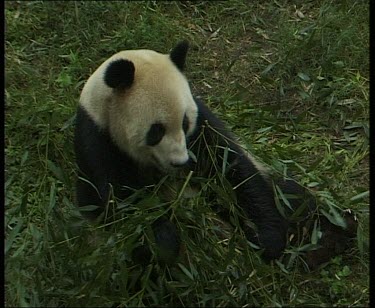 Panda sitting, facing camera, eating leaves and bark, lies down and strips bark with teeth.