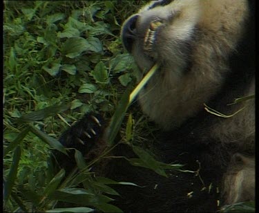 Panda eating bamboo bark stripping it with teeth. Lying down.