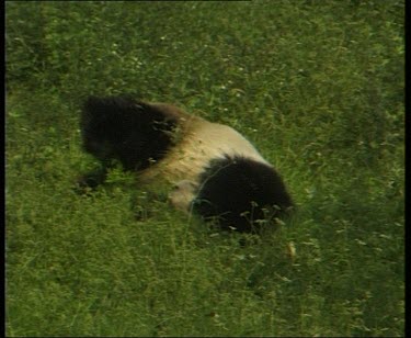 Panda rolling in grass. Rubbing its head against the ground.