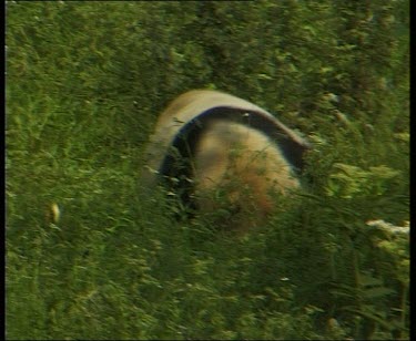 Panda rolling in grass.