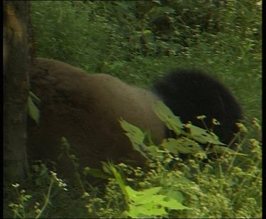 Panda rolling around, rubbing its back against tree